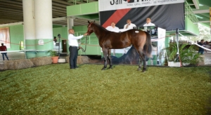 Subastan caballos por 6.8 millones, por Rancho San Antonio