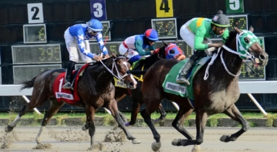 Comisión Hípica importa 8 caballos más para la venta