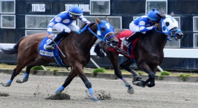 Comisión Hípica aumenta ayuda para importar caballos de carreras