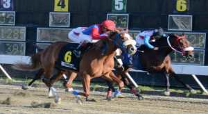 Comisi&oacute;n H&iacute;pica pondr&aacute; a la venta caballos importados