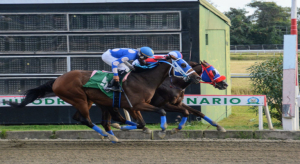 Comisi&oacute;n H&iacute;pica realizar&aacute; venta de caballos importados