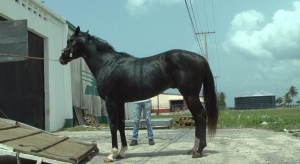 Arriban al pa&iacute;s 26 potros de carrera
