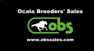 Estos son los potros de 2 a&ntilde;os que llegaron al pa&iacute;s . Aqu&iacute; le presentamos trabajos realizados en 200 y 400 metros. Estos ejemplares ser&aacute;n puestos a la venta para los interesados