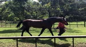 Subasta Haras Roger Michell